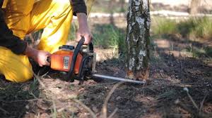 How Our Tree Care Process Works  in  Pleasant Ridge, MI